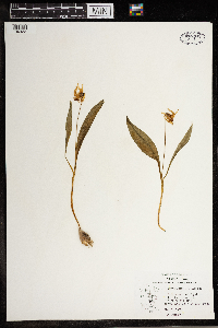 Erythronium albidum image