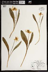 Erythronium albidum image