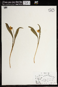 Erythronium albidum image