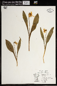Erythronium albidum image
