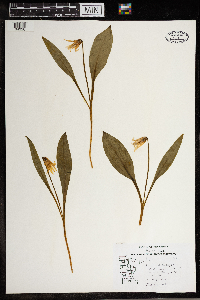 Erythronium albidum image