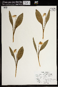 Erythronium albidum image