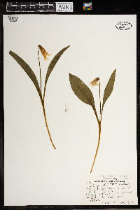 Erythronium albidum image
