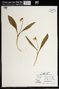 Erythronium albidum image
