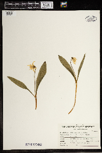 Erythronium albidum image