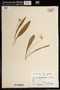 Erythronium albidum image