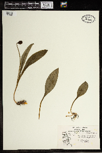 Erythronium albidum image