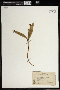 Erythronium albidum image