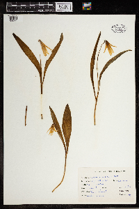 Erythronium albidum image