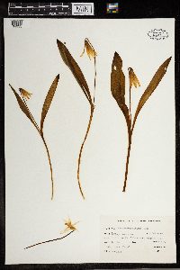 Erythronium albidum image
