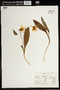 Erythronium albidum image
