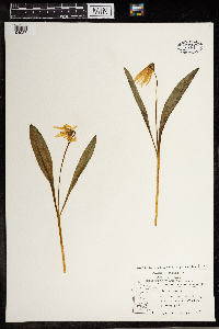Erythronium albidum image