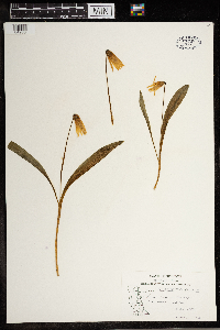 Erythronium albidum image