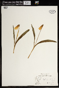 Erythronium albidum image