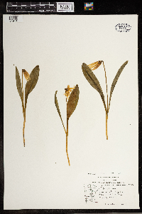 Erythronium albidum image