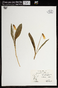 Erythronium albidum image