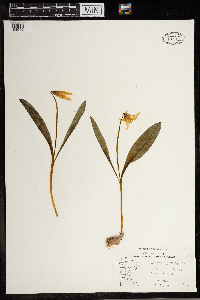 Erythronium albidum image