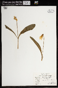 Erythronium albidum image