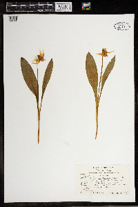 Erythronium albidum image
