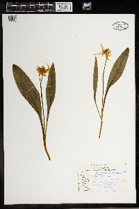 Erythronium albidum image
