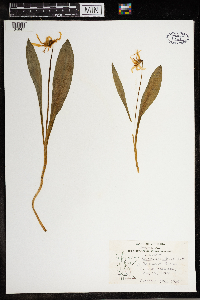 Erythronium albidum image