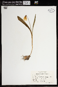 Erythronium albidum image