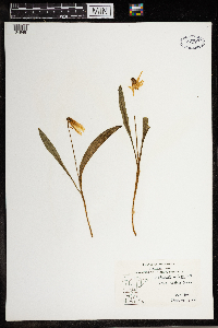 Erythronium albidum image
