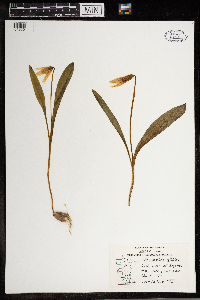 Erythronium albidum image
