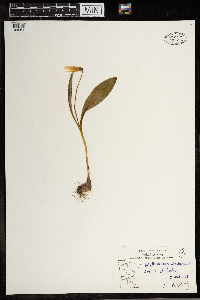 Erythronium albidum image