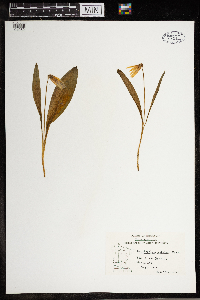 Erythronium albidum image