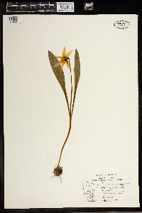 Erythronium albidum image
