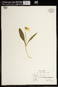 Erythronium albidum image