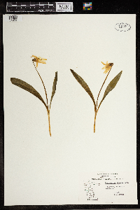 Erythronium albidum image