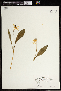 Erythronium albidum image