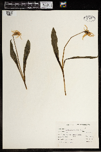 Erythronium albidum image