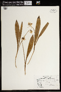 Erythronium albidum image