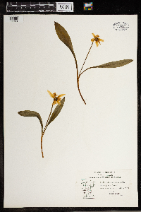 Erythronium albidum image