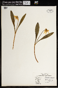 Erythronium albidum image
