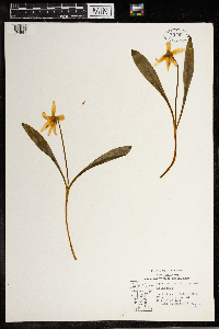 Erythronium albidum image