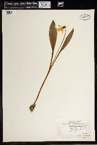 Erythronium albidum image