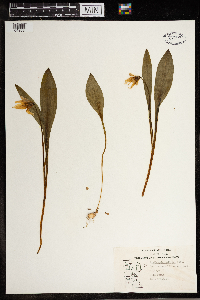 Erythronium albidum image