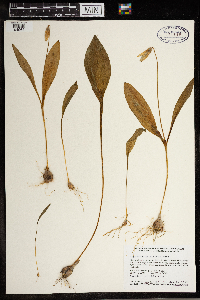 Erythronium albidum image