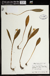Erythronium albidum image