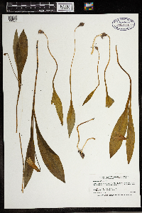 Erythronium albidum image