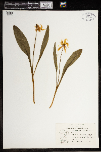 Erythronium albidum image