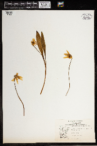 Erythronium albidum image