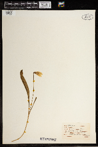 Erythronium albidum image