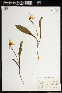 Erythronium albidum image
