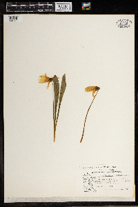 Erythronium albidum image