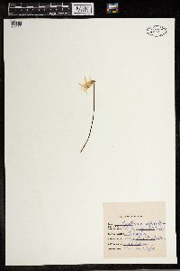 Erythronium albidum image